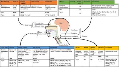 Frontiers | Human Papillomavirus Infection in Head and Neck